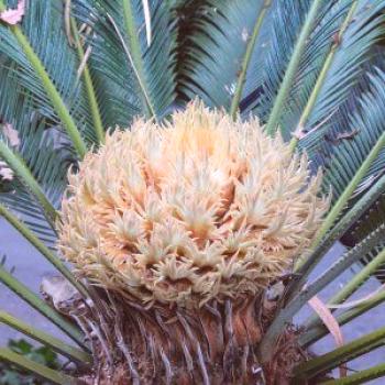 El polen de palma es útil: aplicaciones, revisiones, contraindicaciones.