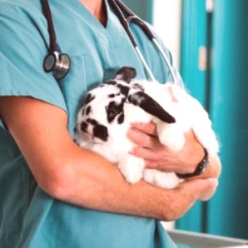 Hinchazón abdominal en conejos causas y tratamiento de FSW