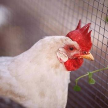 ¿Por qué las gallinas y cómo curarlas?
