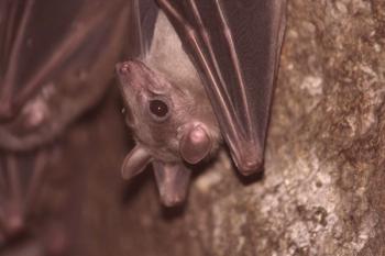 ¿Cómo deshacerse de los murciélagos?¿Qué hacer si se toman murciélagos en la casa o en el ático?