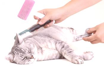 Corte de pelo de perros y gatos: una descripción del proceso, ejemplos de cortes de pelo