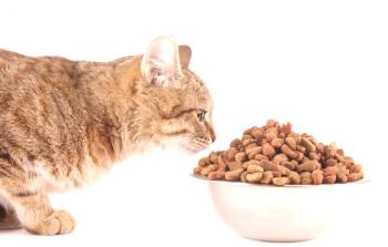 Ali je možno nahraniti mačko ali mačko samo s suho hrano?