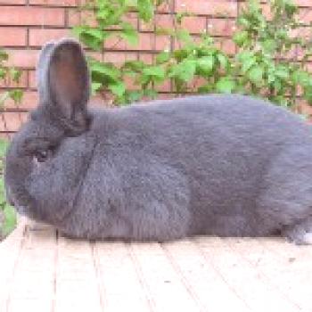 Conejo vienés azul - características de la raza, foto y video.