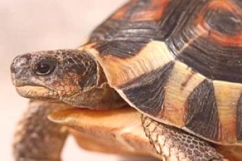 Reproducción de la tortuga, cuidado y mantenimiento a domicilio, peculiaridades de la alimentación.