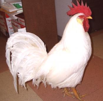 Описание и ползи от руската бяла пилешка порода