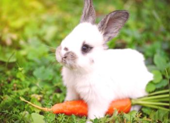 Qué le puedes dar a un conejo y qué no es: una lista de productos