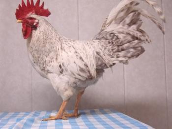Преглед на пилетата от породата Барвисти: описание на вида, съдържанието и снимките на птиците