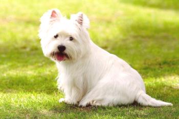 West Highland White Terrier (fotografija) - neustrašni lovec in veseli spremljevalec: opis, značaj, skrb