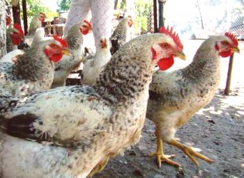 Encuesta de cría de pollos de Plymutrock: descripción de especies, contenido y fotos de aves