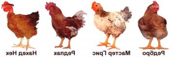 Características de la cría y cría de pollos de engorde.