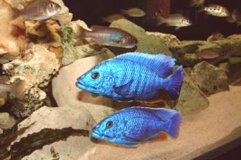 Haplohromis o peces de acuario brillantes de la familia de la col.