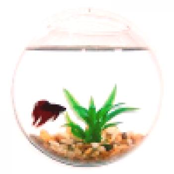 Akvarijske ribe za stenske akvarije
