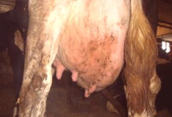 Mastitis oculta vacas: síntomas y tratamiento