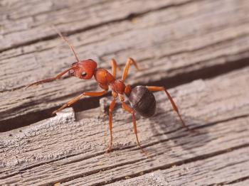 Luchando con la hormiga ardiente: una revisión de los mejores medios.
