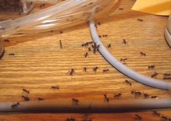 Kako hitro znebiti mravlje v hiši, ki jih folk pravna sredstva?