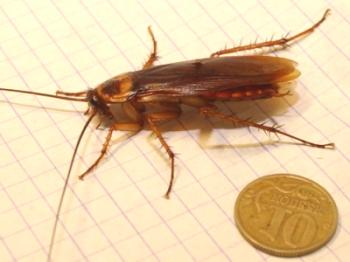 Домашни хлебарки: описание, външен вид и снимки