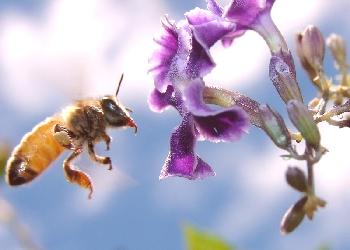 ¿A qué distancia vuelan las abejas?