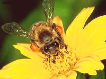 Čebelarski izdelki v človeškem življenju