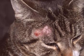 ¿Cuáles son los síntomas de una enfermedad de gato?