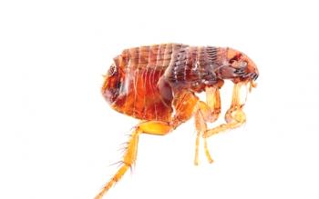 ¿Se transmiten las pulgas a los humanos de los animales?