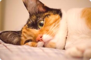 Котка след отравяне: какво да се хранят, правила на лечение, хранене, какво да правя, ако не се яде