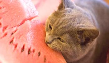 Estreñimiento en gatos, gatos: síntomas, tratamiento y prevención.
