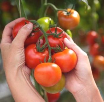 Доматите в оранжерията: засаждане и грижи и съвети за правилното засаждане и на какво разстояние да засадят доматите в оранжерията