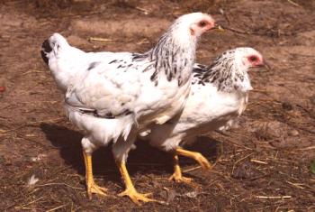 La raza de gallinas de Adler: descripciones, características, comentarios.