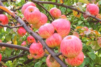 Kaj rastlin jabolčne sadike v Ukrajini?