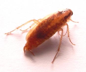 Cucaracha roja (Prusak): descripción, foto, estilo de vida