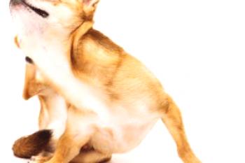 Consejos para el veterinario sobre cómo llevar las pulgas al perro, teniendo en cuenta el estado de salud y la edad.