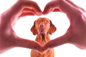 Cardiopatías congénitas y adquiridas en perros: ¿cuándo existe la posibilidad de salvar una mascota?