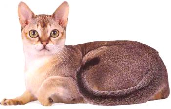 Singapurska mačka: opis in značaj pasme, osnove oskrbe, fotografija