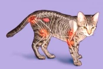 Nepričakovano odkrit artritis pri mačkah - ni izgovor za anksioznost, ampak tudi za to, da se stanje na gravitaciji ne