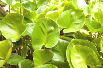Philodendron perezoso: cuidado del hogar, foto