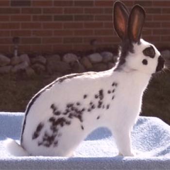 Conejo raza mariposa: contenido, cría, alimentación