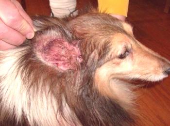 Síntomas y tratamiento de garrapatas en perros.