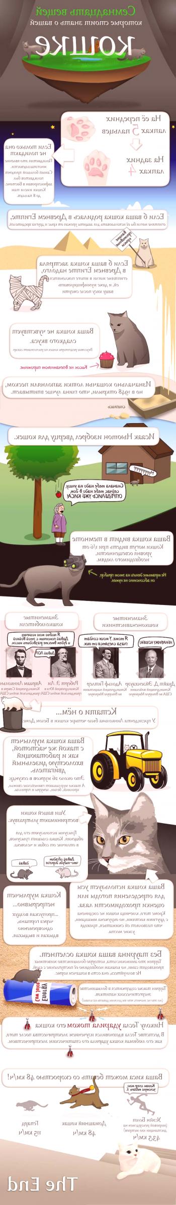 17 hechos que necesitas saber sobre gatos | Datos interesantes sobre los gatos en la foto.