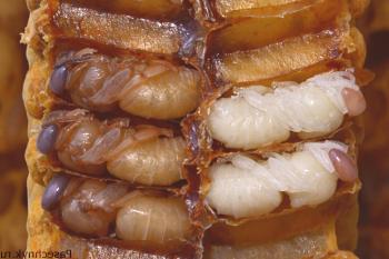 ¿Por qué las abejas alimentan a sus larvas en la colmena?