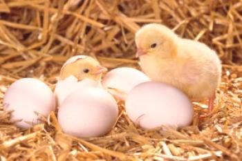 Cuántos huevos lleva un pollo por día: promedio
