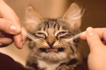 ¿Qué sucederá si un gato se corta un bigote, se rasca por descuido o si crece?