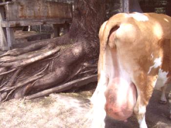 Mastitis cataral en vacas: síntomas y tratamiento.