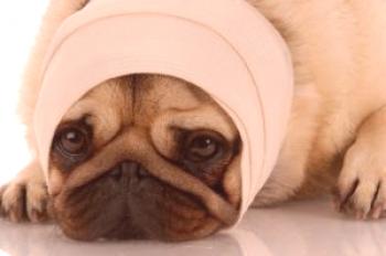 Traumatismo craneoencefálico imprevisto en un perro: tipos, características, recuperación