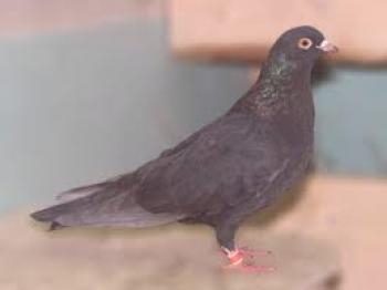 Izhevsk golobi: funkcija, pregledi in fotografije