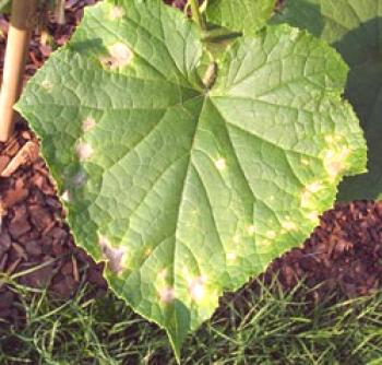 Enfermedades de los pepinos en invernadero y su tratamiento: hojas pálidas y secas y ovarios, pulgones y ácaros.