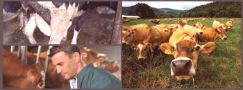 Urtikarija pri kravi: zdravljenje na domu z ljudskimi zdravili