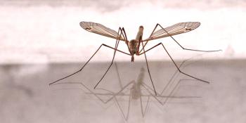 El mosquito más grande del mundo.