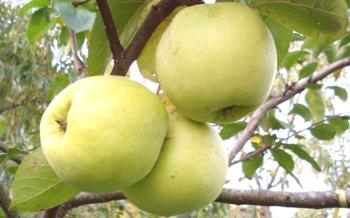 Pečena jabolka z medom v pečici (fotografija, video)