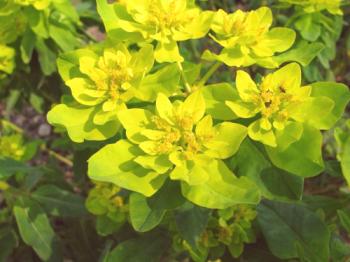 Leche multicolor (multi-flores): crecimiento y cuidado, foto