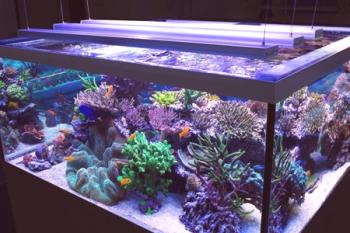 Osvetlitev akvarija: osnovna pravila in nianse